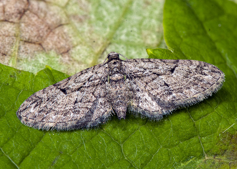 Geometridae